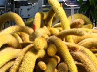 2008-03-17-12h52m15.JPG