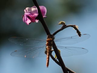 2022-08-16-17h03m59-1.JPG