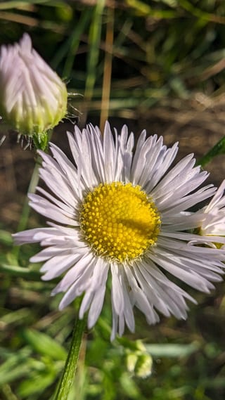 Flower.20230615.2.jpg
