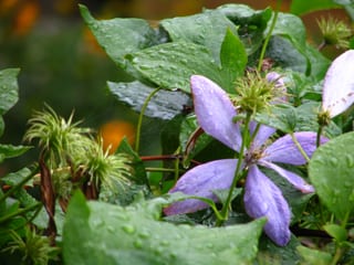 Purple Petals and Raindrops.jpg