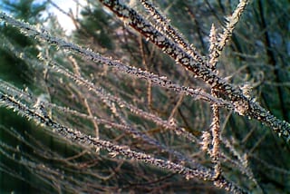 Snow.Untitled-013.jpg